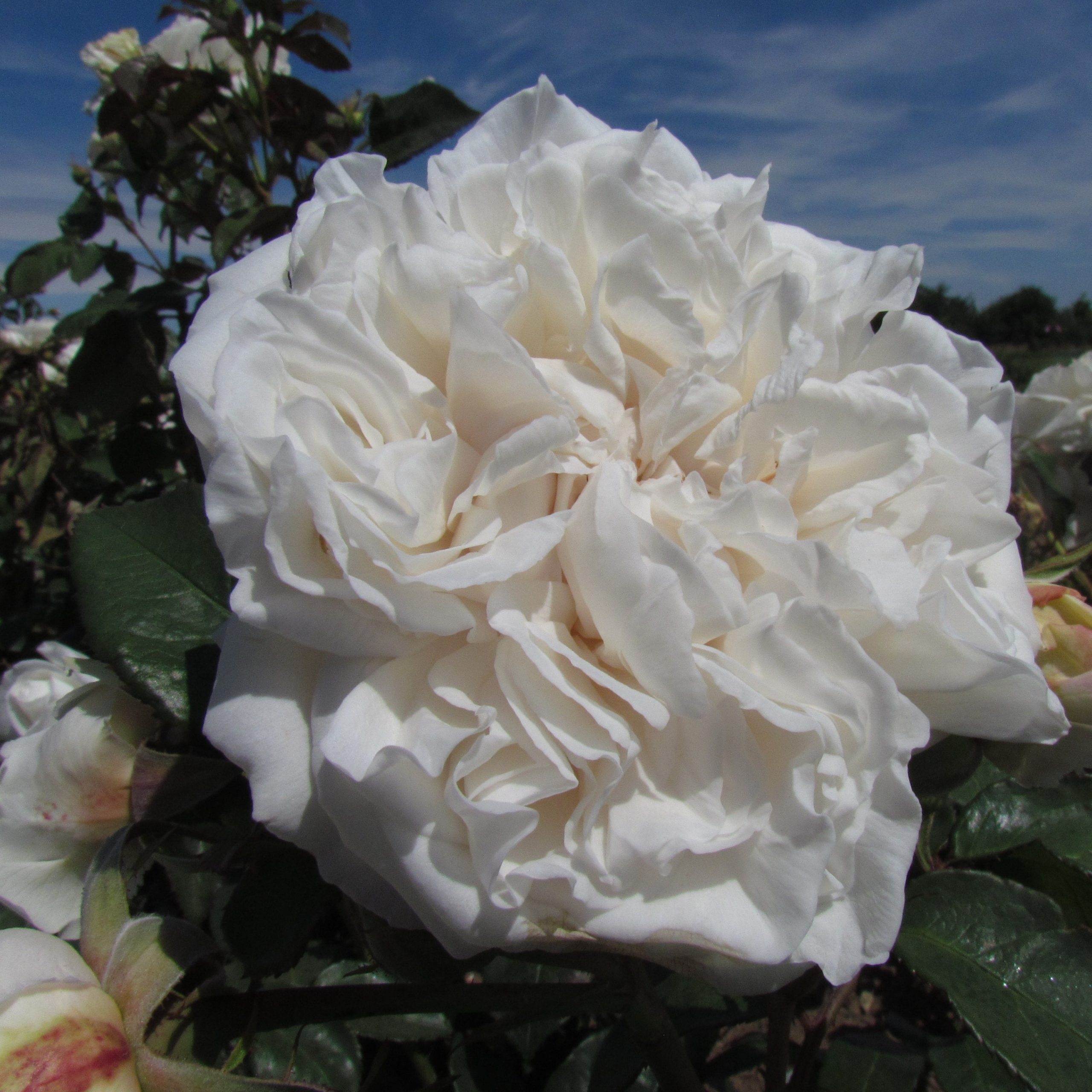 So_Crazy_In_Love_Shrub_Garden_Rose_18_11-scaled (1) | ЛПХ питомник роз "ГАРАНТ"